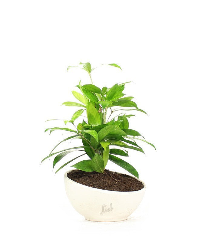 Dracena Surculosa vaso ciotola in terracotta