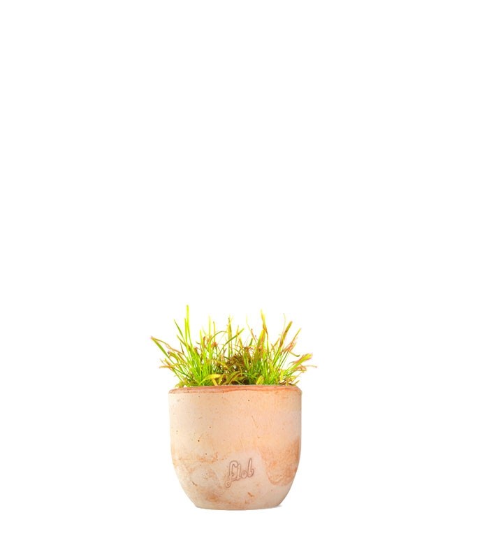 Drosera Capensis