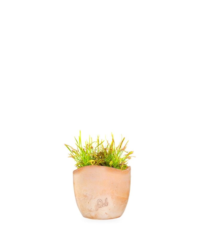 Drosera Capensis