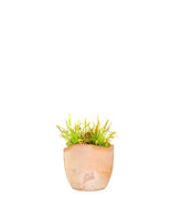 Drosera Capensis