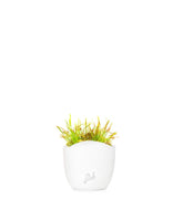 Drosera Capensis