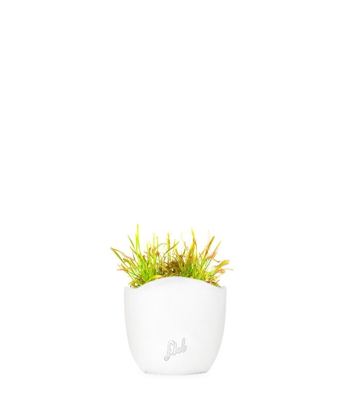 Drosera Capensis