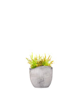 Drosera Capensis
