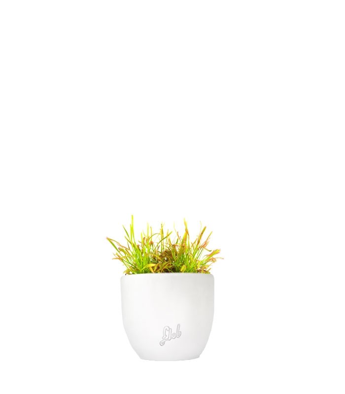 Drosera Capensis