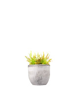 Drosera Capensis