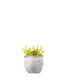 Drosera Capensis