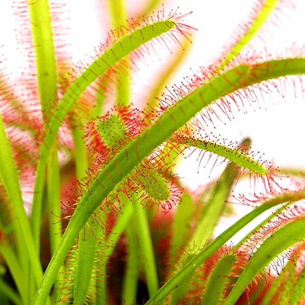 Drosera Capensis