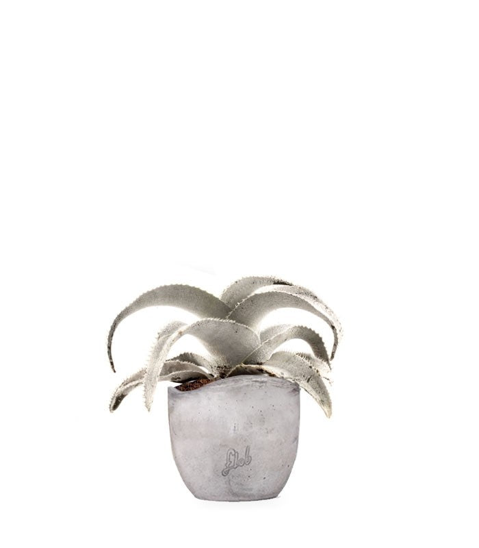 Dyckia Marnieriana