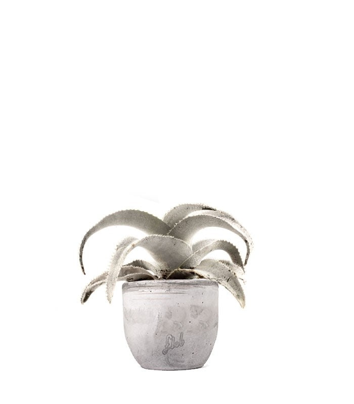 Dyckia Marnieriana