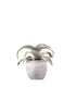 Dyckia Marnieriana