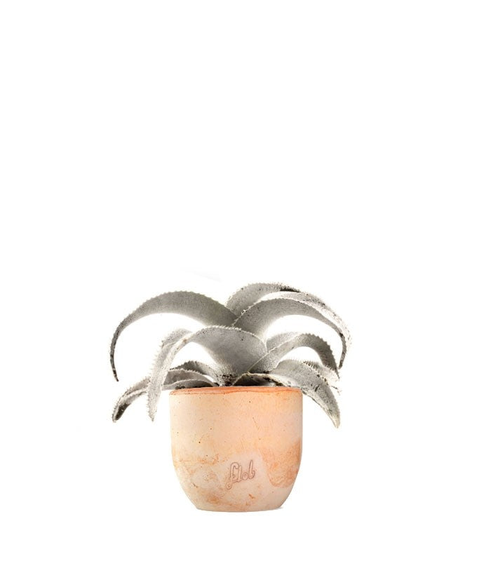 Dyckia Marnieriana