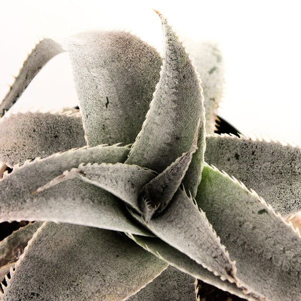 Dyckia Marnieriana