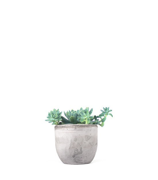 Echeveria elegans
