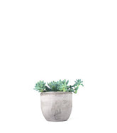 Echeveria elegans