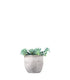 Echeveria elegans