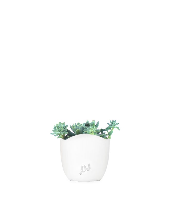 Echeveria elegans
