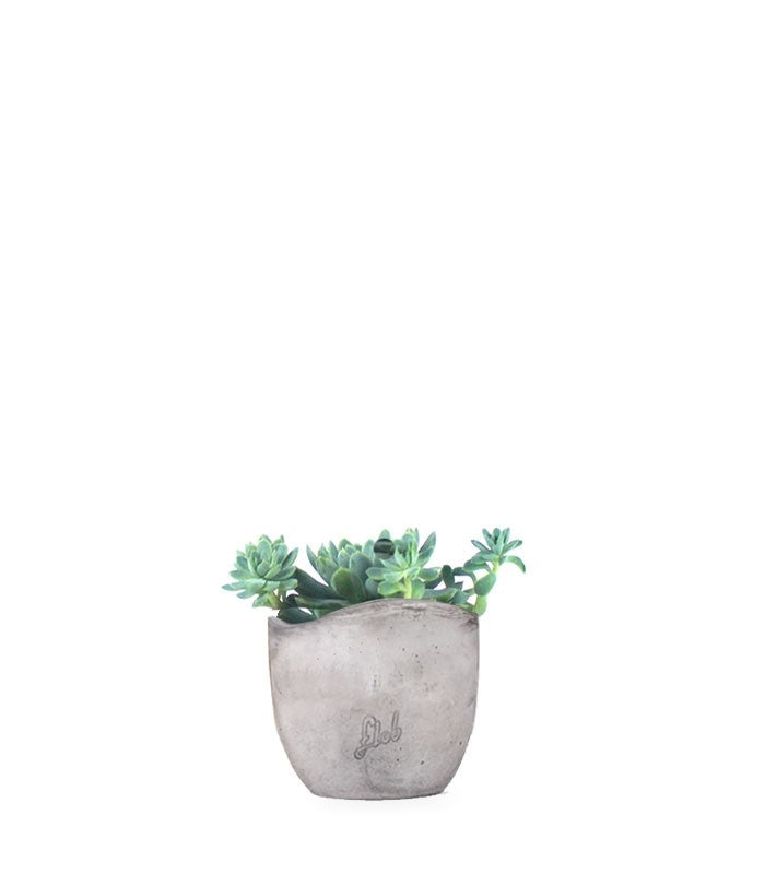 Echeveria elegans
