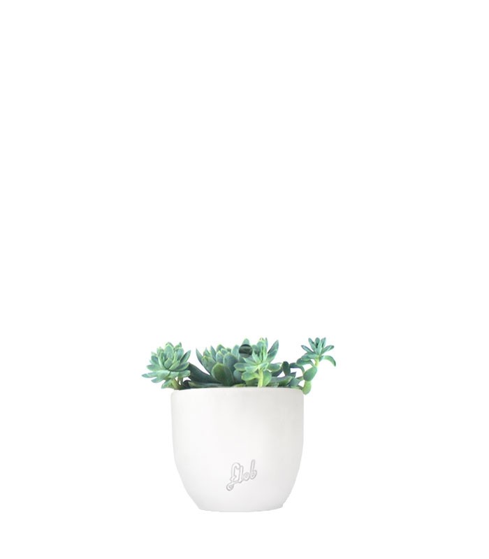Echeveria elegans