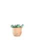 Echeveria elegans