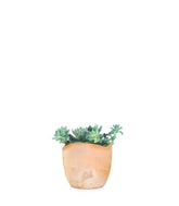 Echeveria elegans