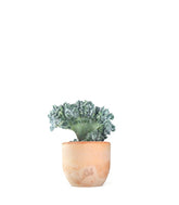 Echeveria frosty crestata
