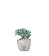 Echeveria frosty crestata
