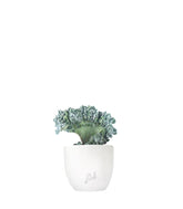 Echeveria frosty crestata