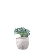 Echeveria frosty crestata