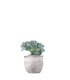Echeveria frosty crestata