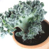 Echeveria frosty crestata