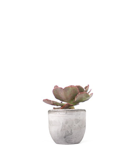 Echeveria Neon Breakers