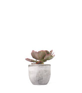 Echeveria Neon Breakers