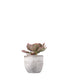Echeveria Neon Breakers