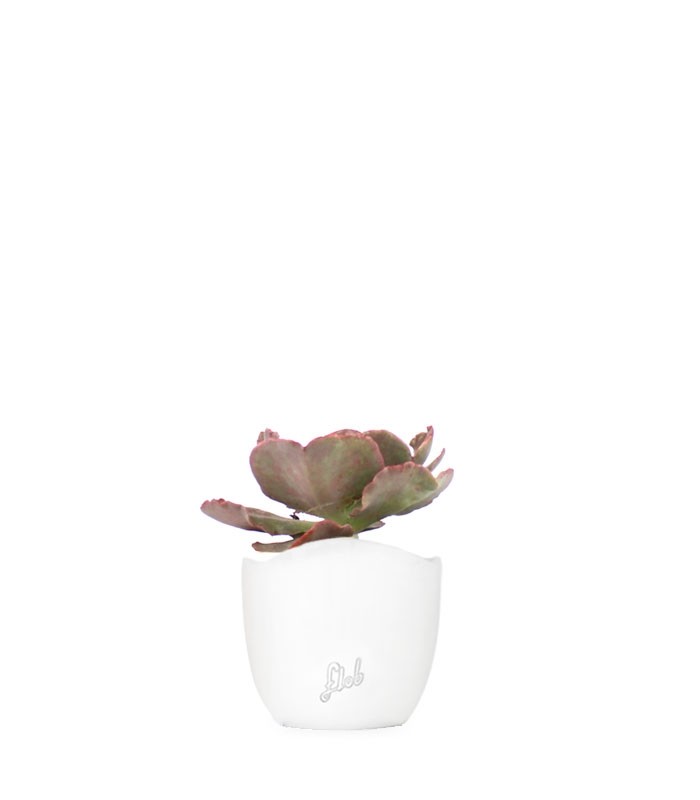 Echeveria Neon Breakers