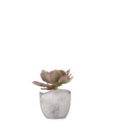 Echeveria Neon Breakers