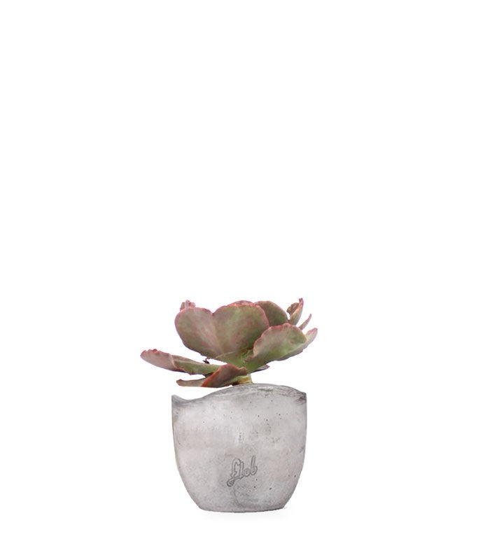 Echeveria Neon Breakers