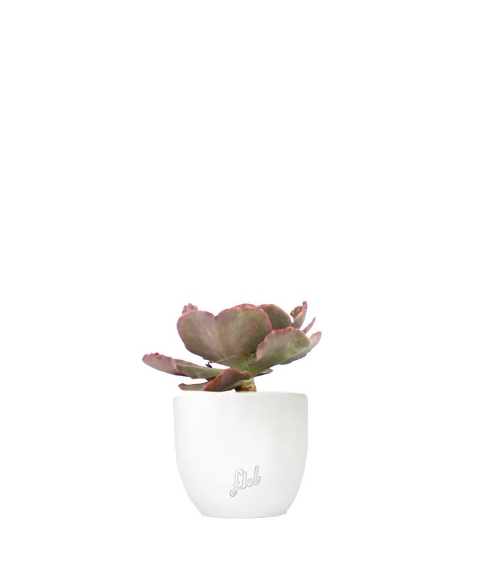 Echeveria Neon Breakers
