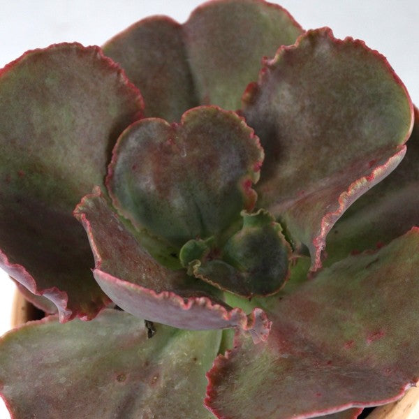 Echeveria Neon Breakers