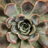 Echeverie Color tris
