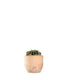 Echinopsis