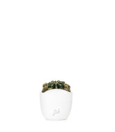 Echinopsis