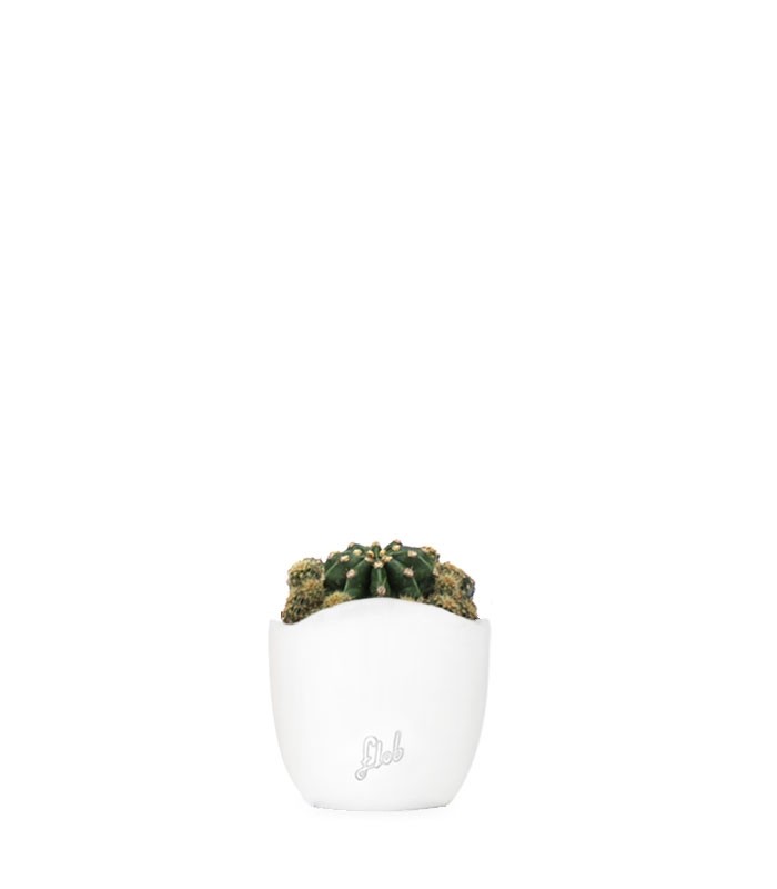 Echinopsis