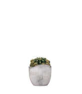 Echinopsis