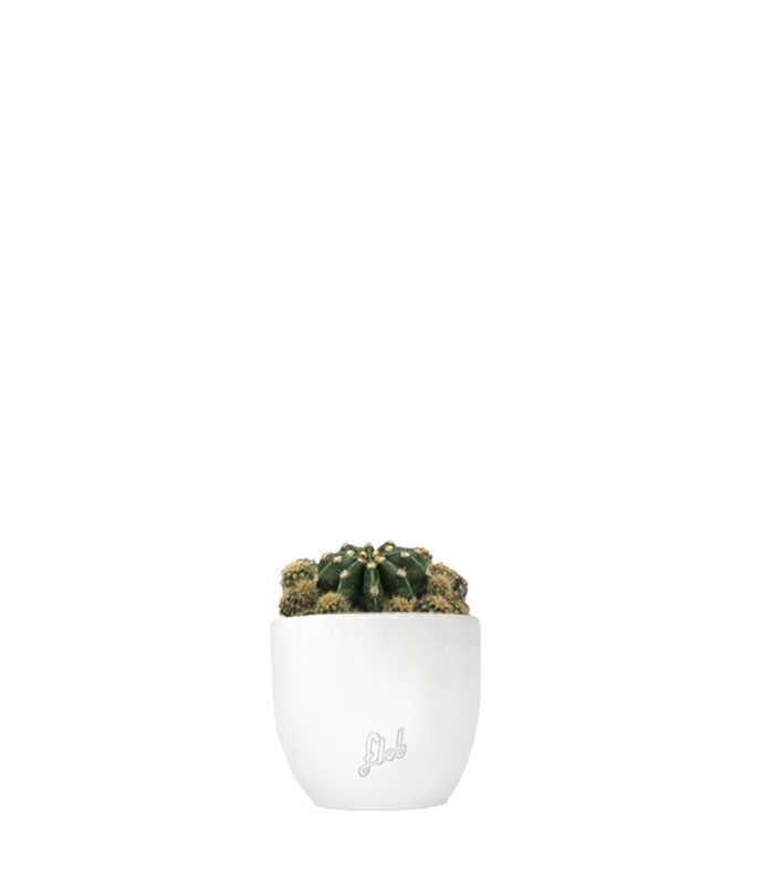 Echinopsis