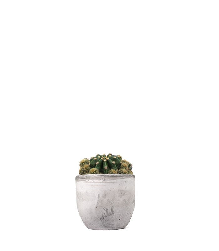 Echinopsis