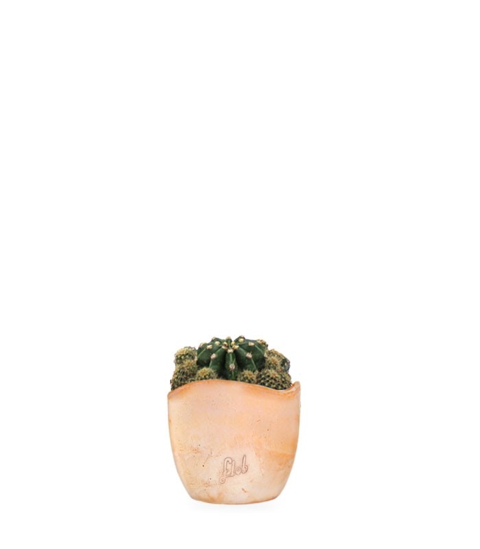 Echinopsis
