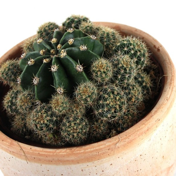 Echinopsis