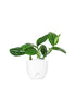 Epipremnum pinnatum Marble Planet