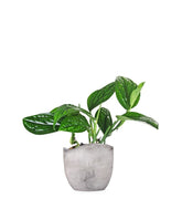Epipremnum pinnatum Marble Planet