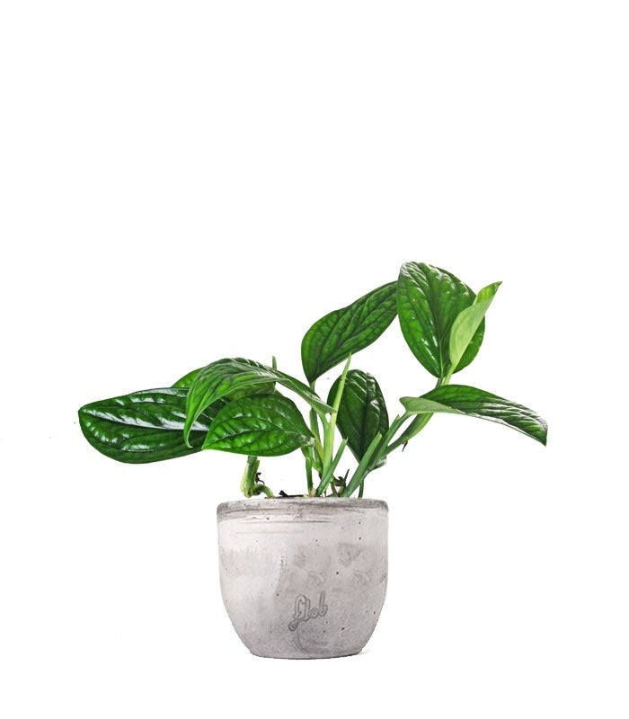Epipremnum pinnatum Marble Planet